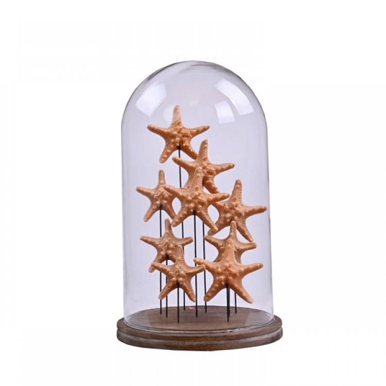 ORANGE SEA STARS IN FANUS LARGE 22X22X38 CM